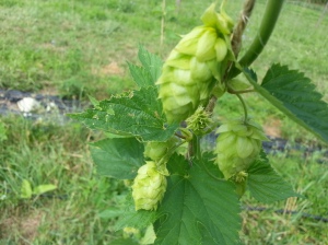Behold ... the Hop.