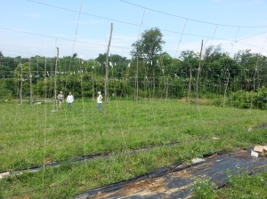 The hop yard at the halfway point.